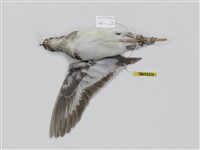 藏品(磯鷸)的圖片